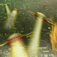 Aliens Invade